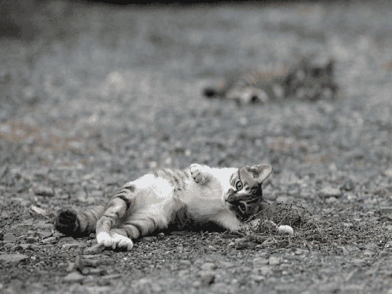 第十二次产检（37周）